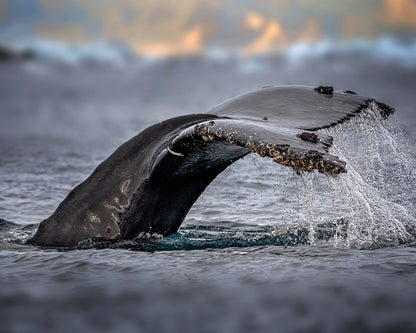 Humpback Whale