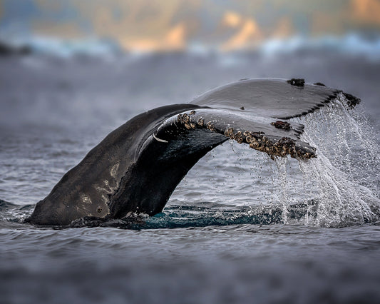 Humpback Whale