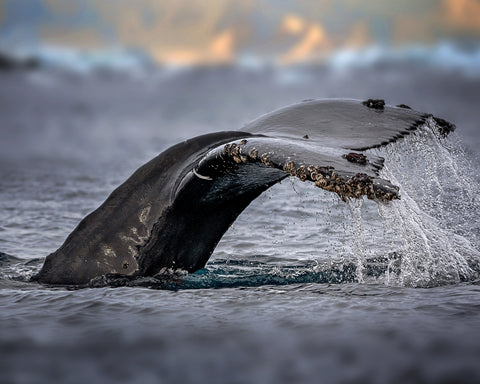 Humpback Whale