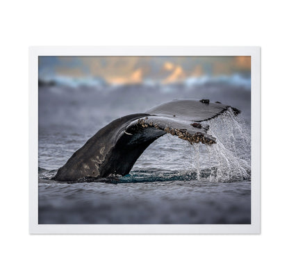Humpback Whale