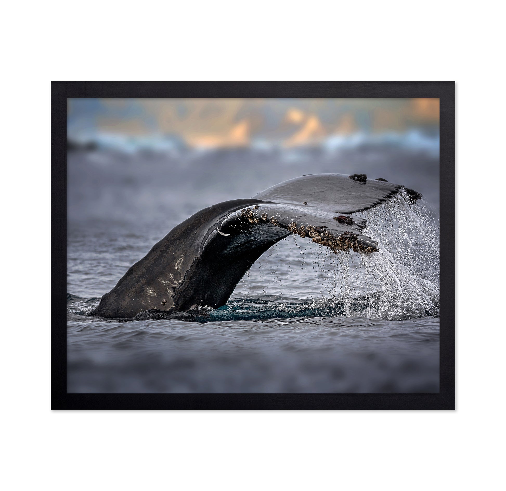 Humpback Whale
