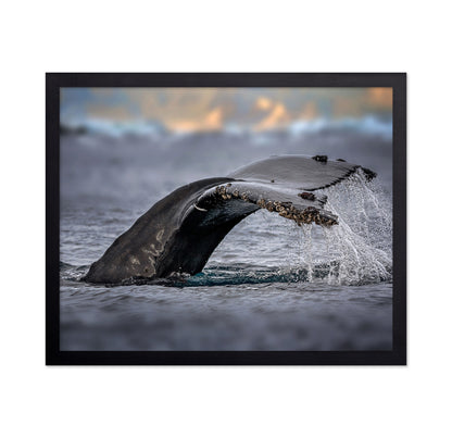 Humpback Whale