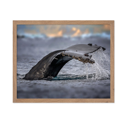 Humpback Whale
