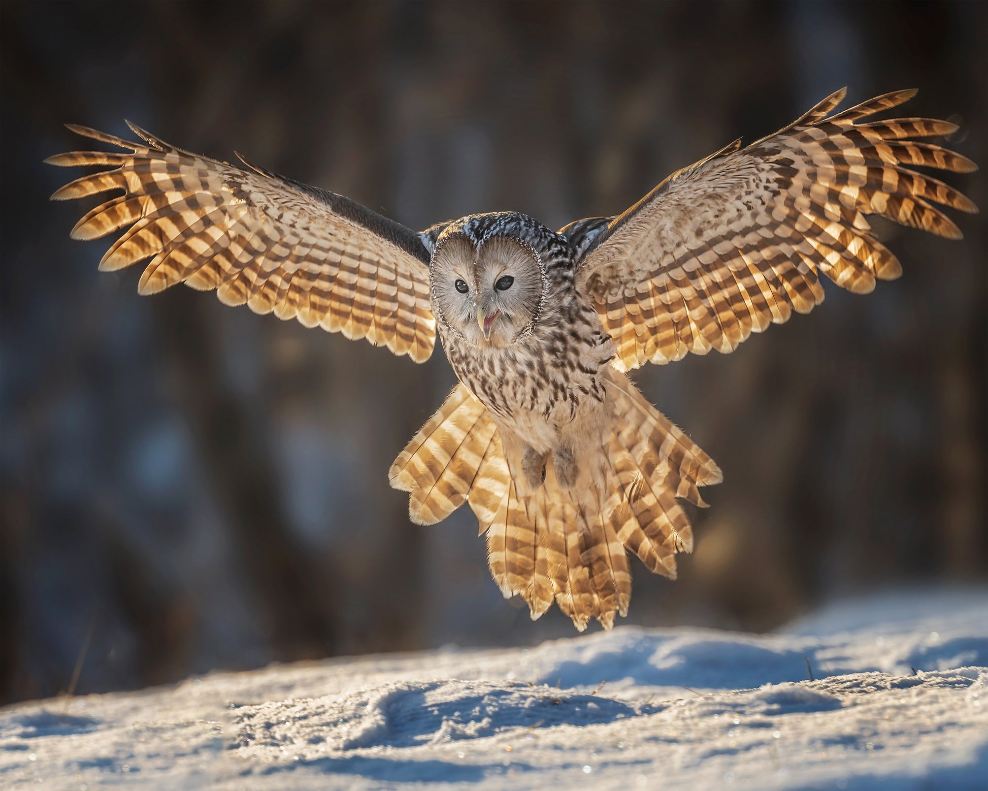 Ural Owl in Flight
