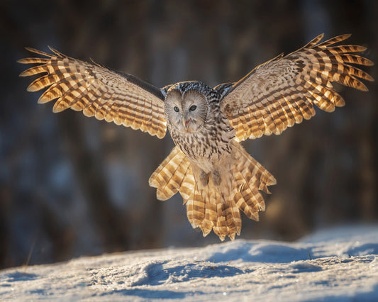 Ural Owl in Flight