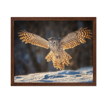 Ural Owl in Flight