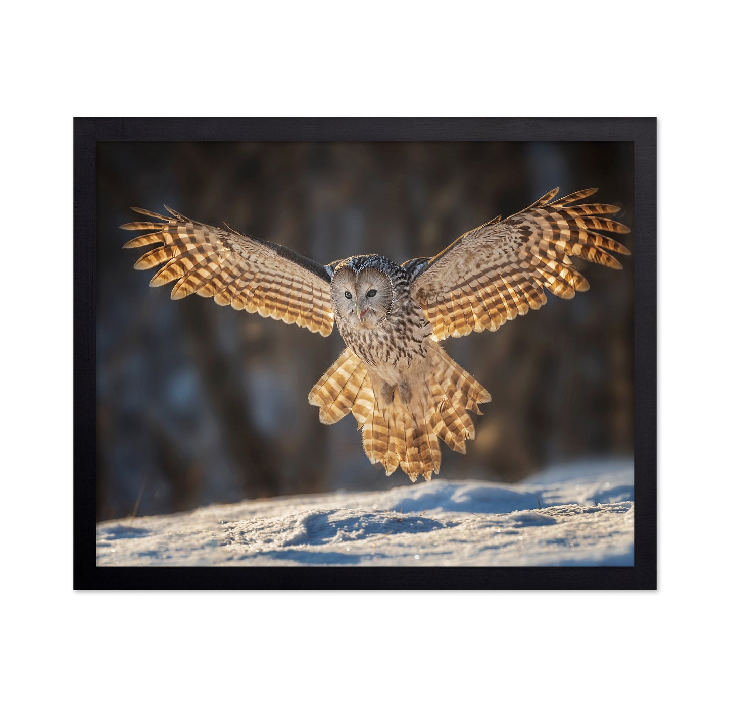 Ural Owl in Flight