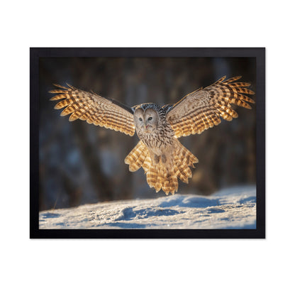 Ural Owl in Flight