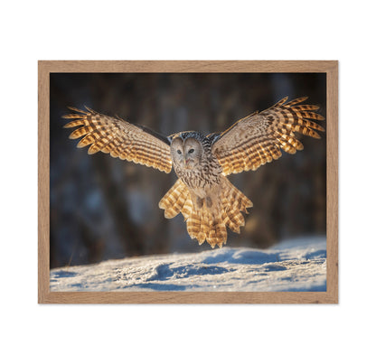 Ural Owl in Flight