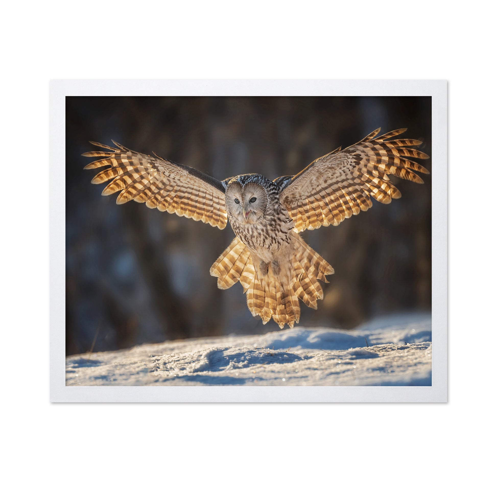 Ural Owl in Flight