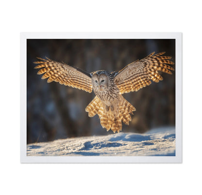 Ural Owl in Flight