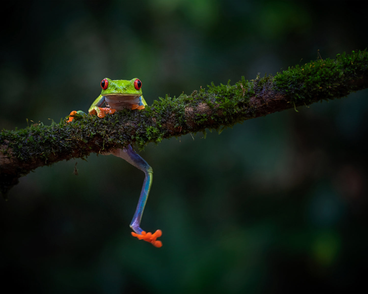 The Smile of the Rainforest