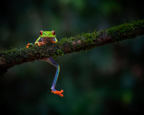 The Smile of the Rainforest