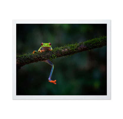 The Smile of the Rainforest