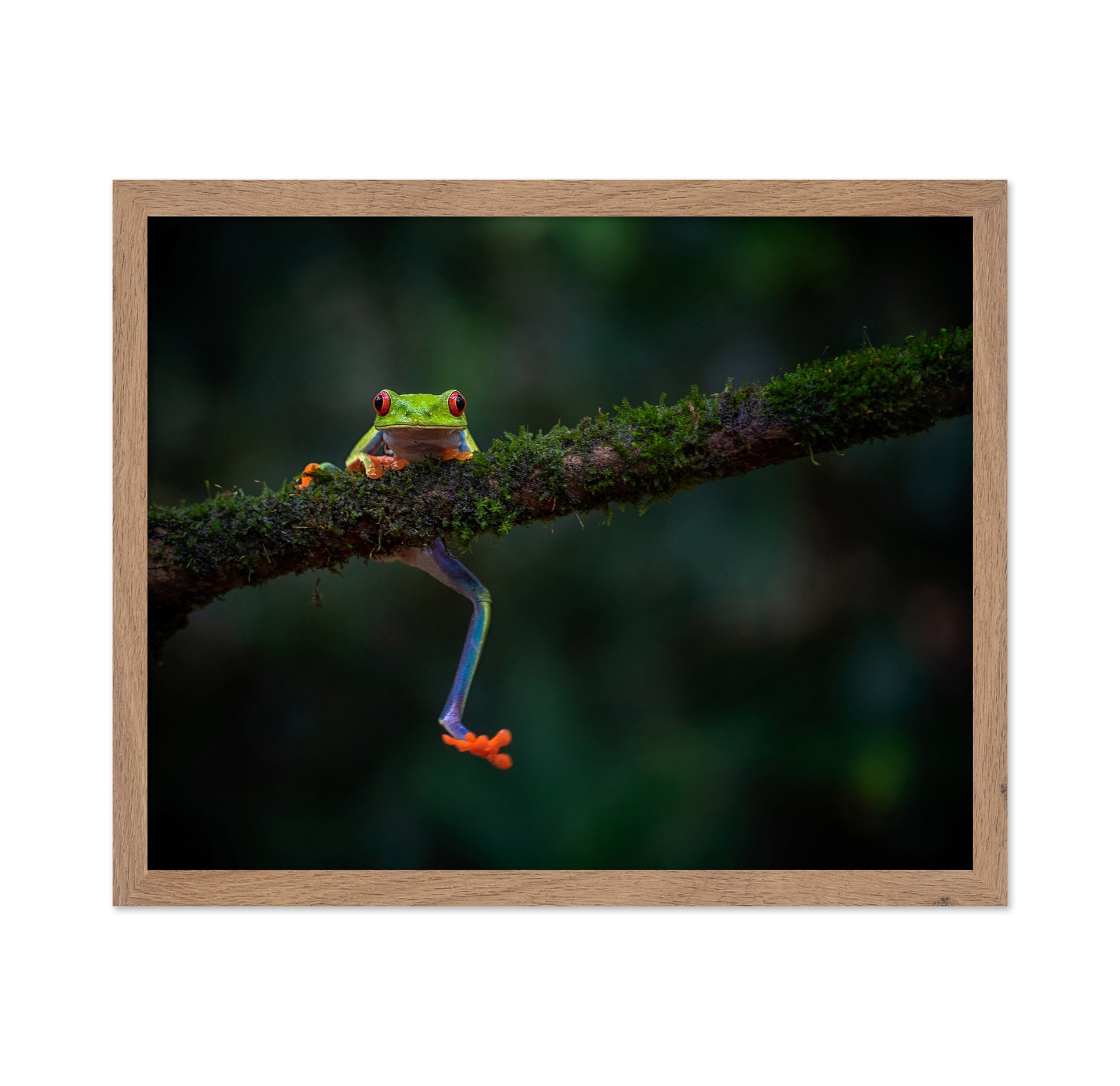 The Smile of the Rainforest