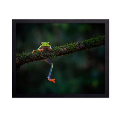 The Smile of the Rainforest