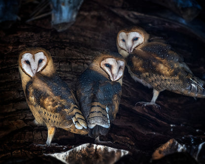 Baby Barn Owls