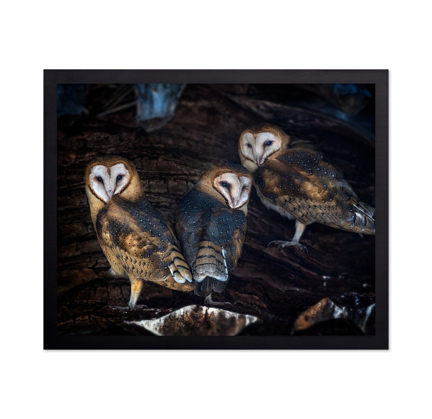 Baby Barn Owls