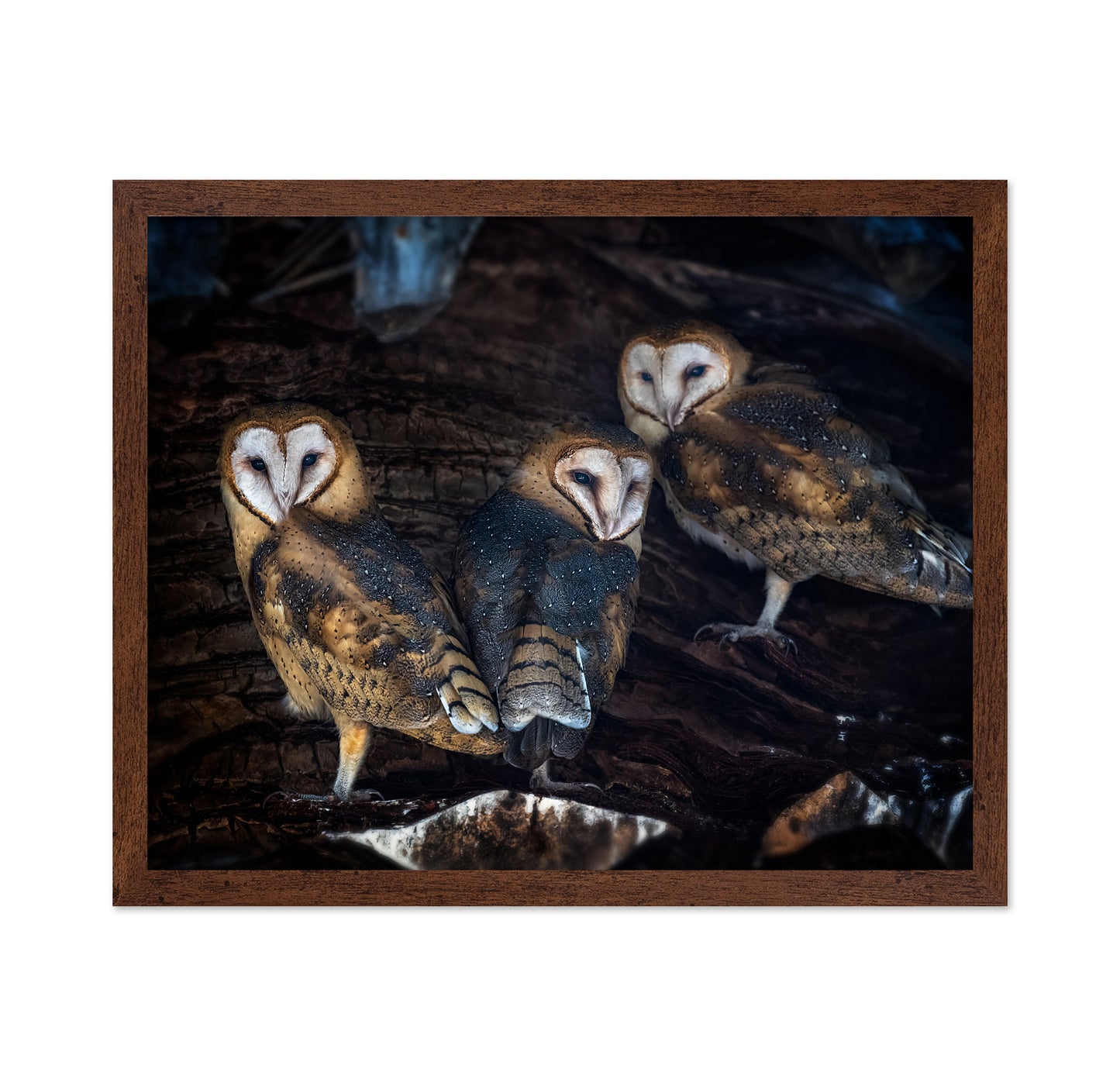 Baby Barn Owls