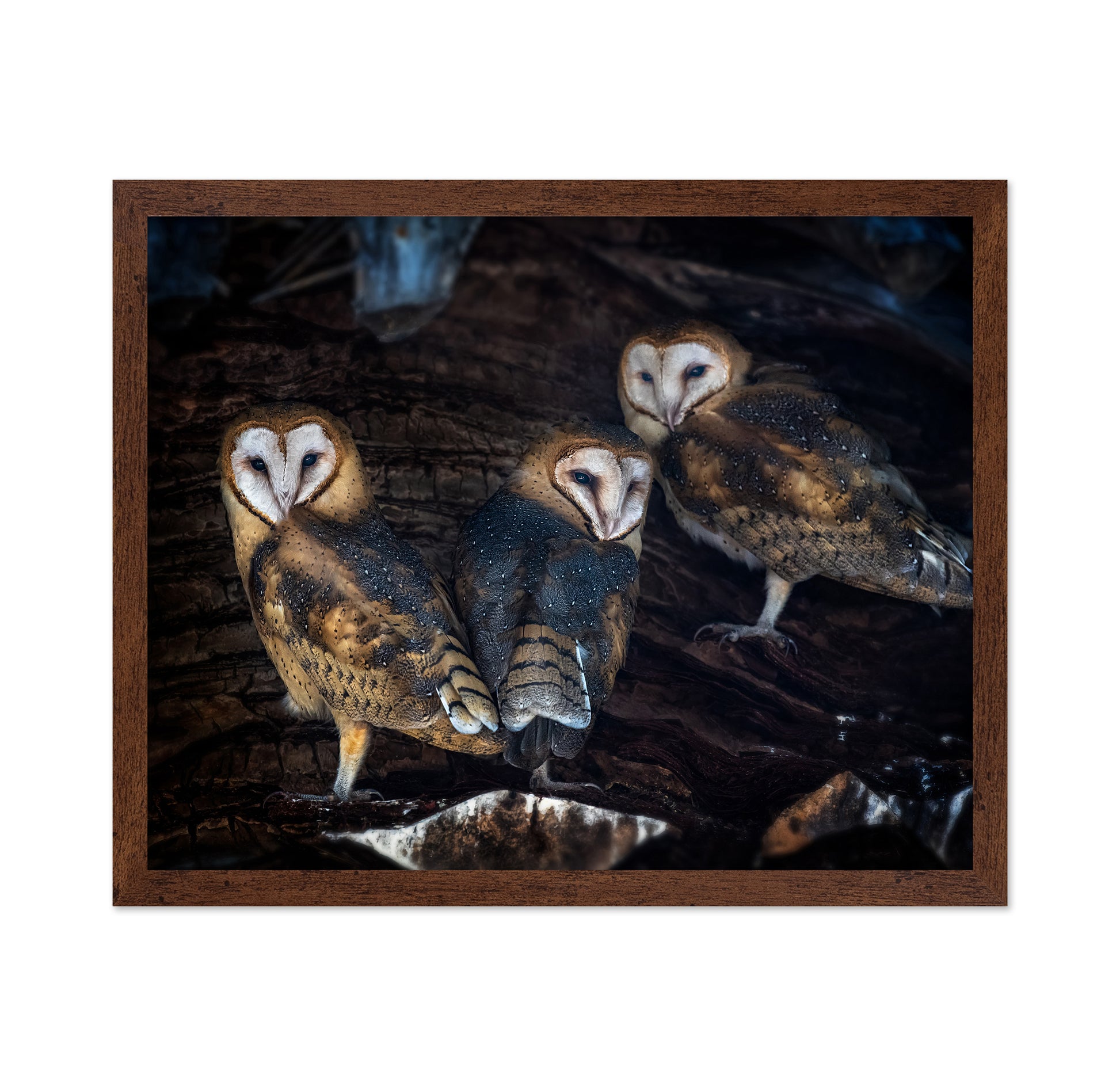 Baby Barn Owls