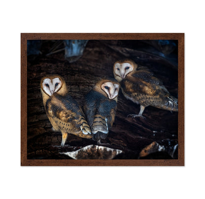 Baby Barn Owls