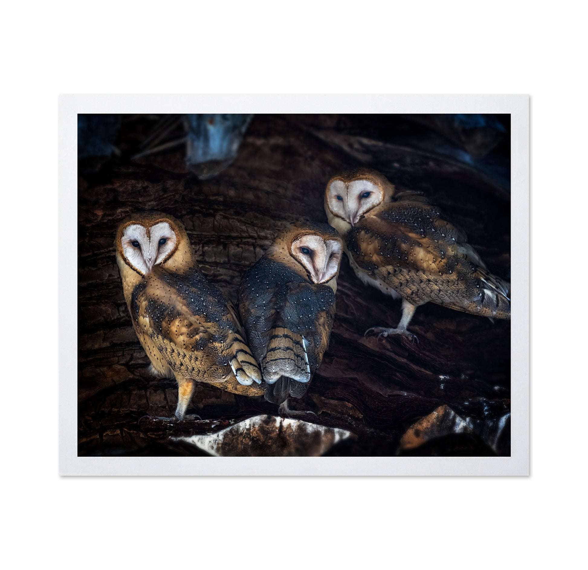 Baby Barn Owls