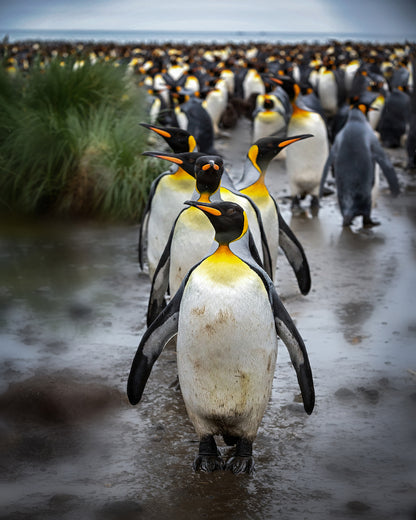 Morning Parade