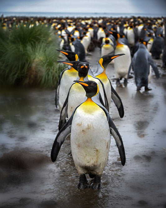 Morning Parade