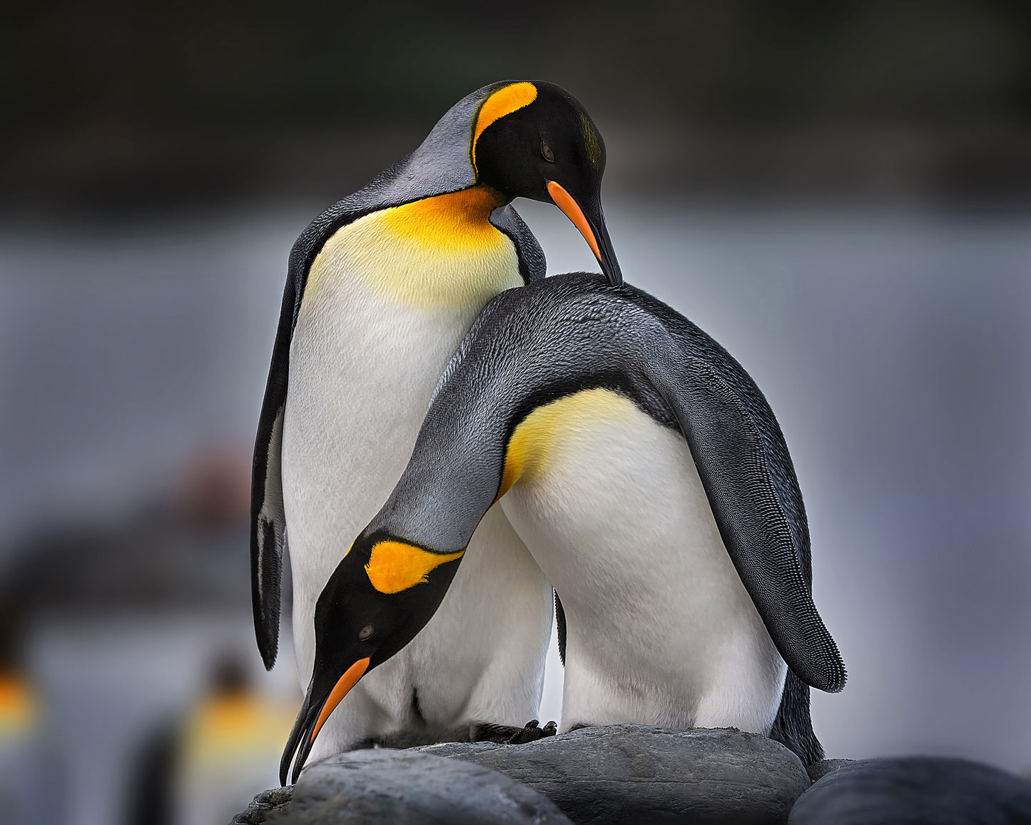 Love Story of King Penguins
