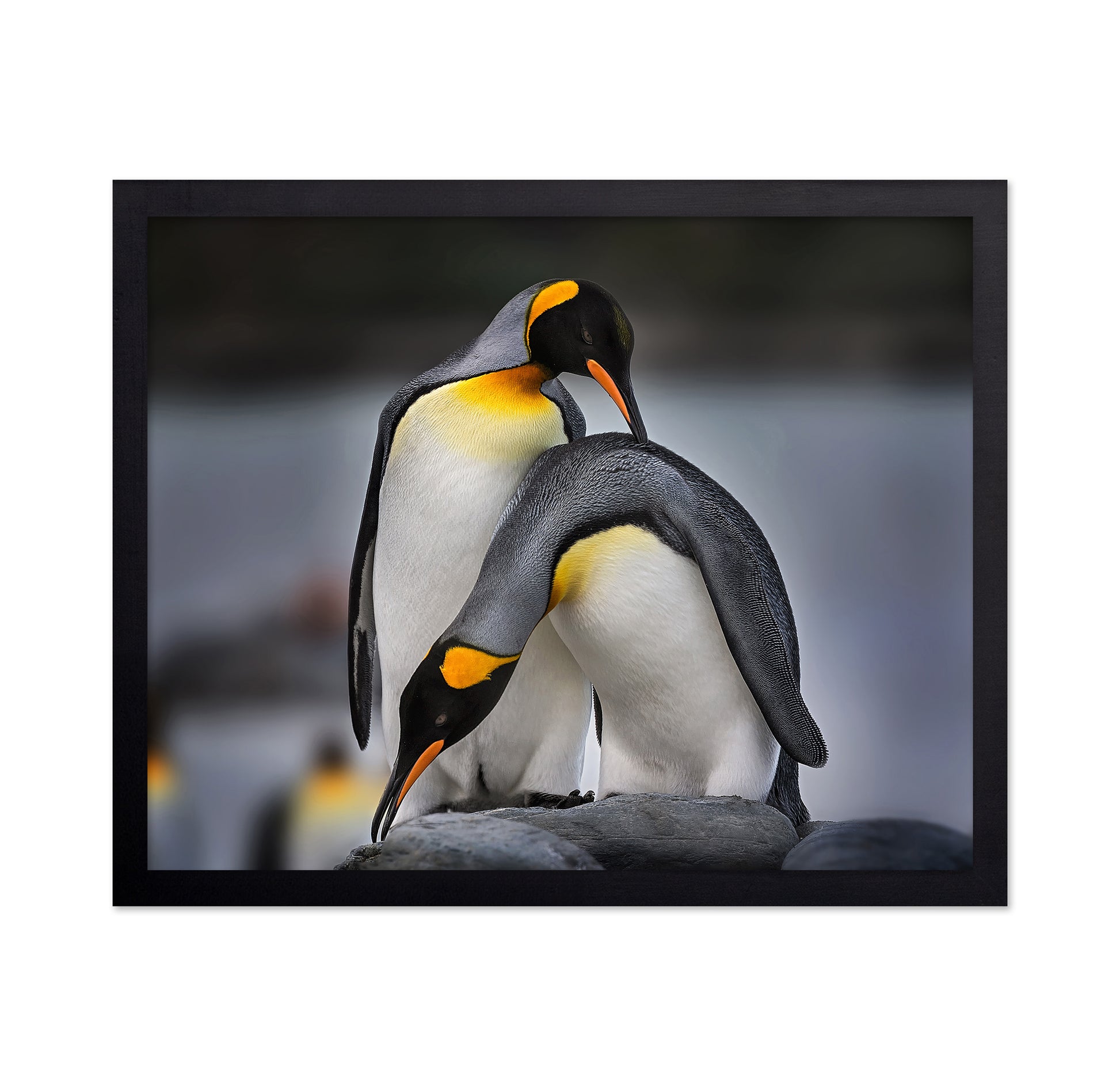 Love Story of King Penguins