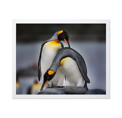 Love Story of King Penguins