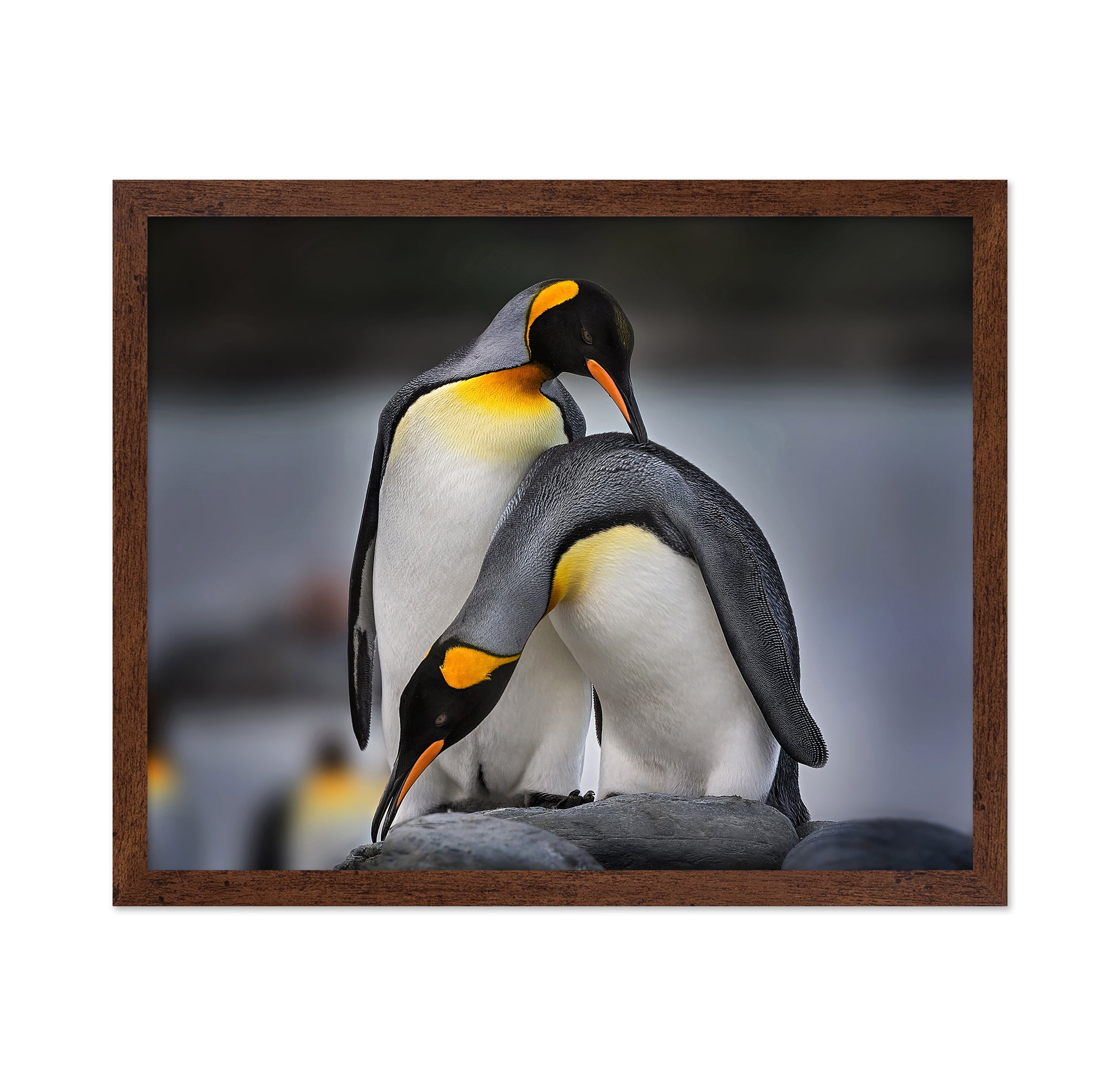 Love Story of King Penguins