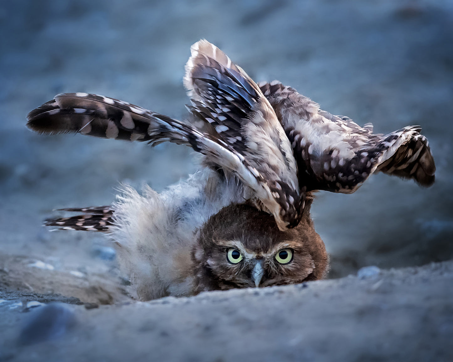 Hideing