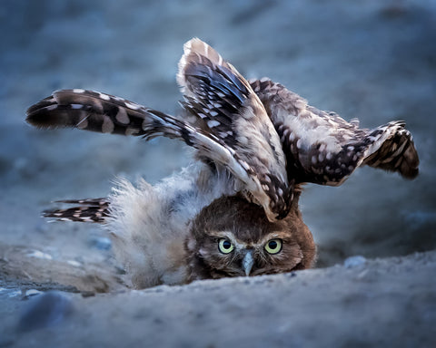 Hideing