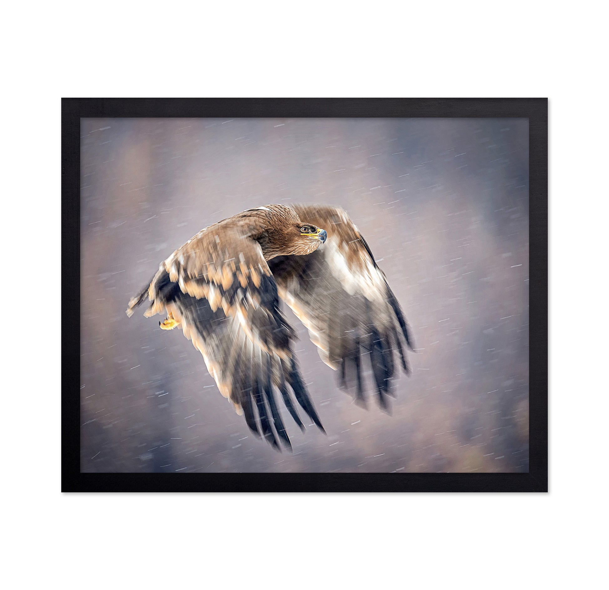 Soaring in the Snow