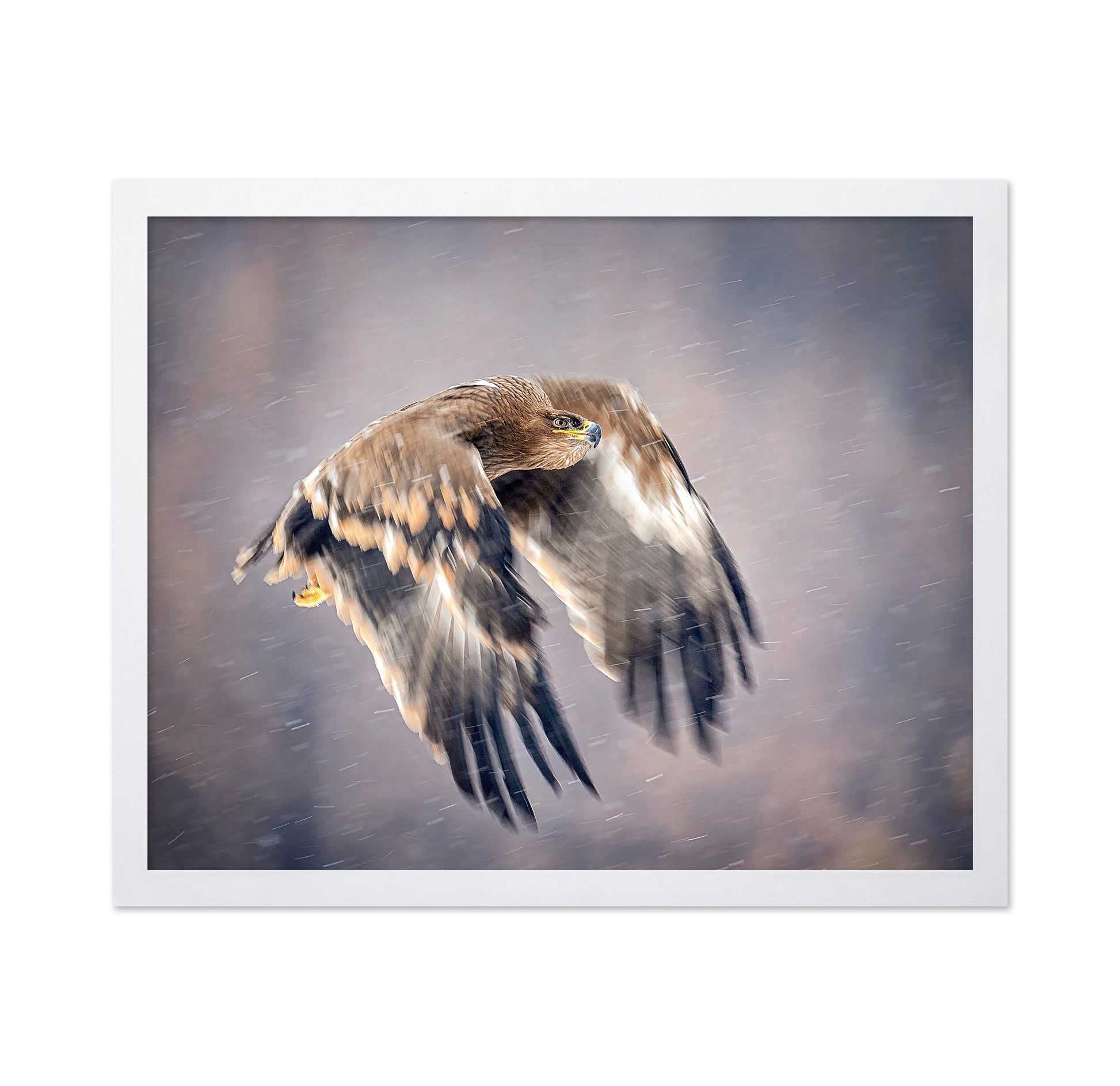 Soaring in the Snow