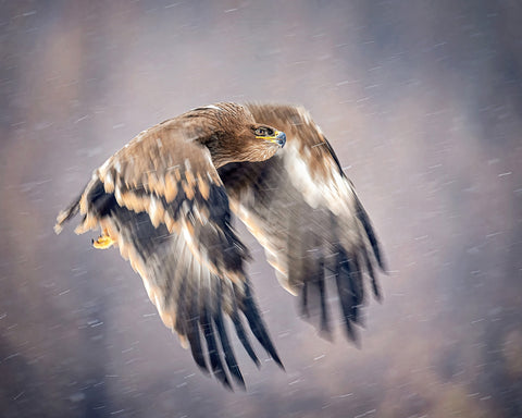 Soaring in the Snow