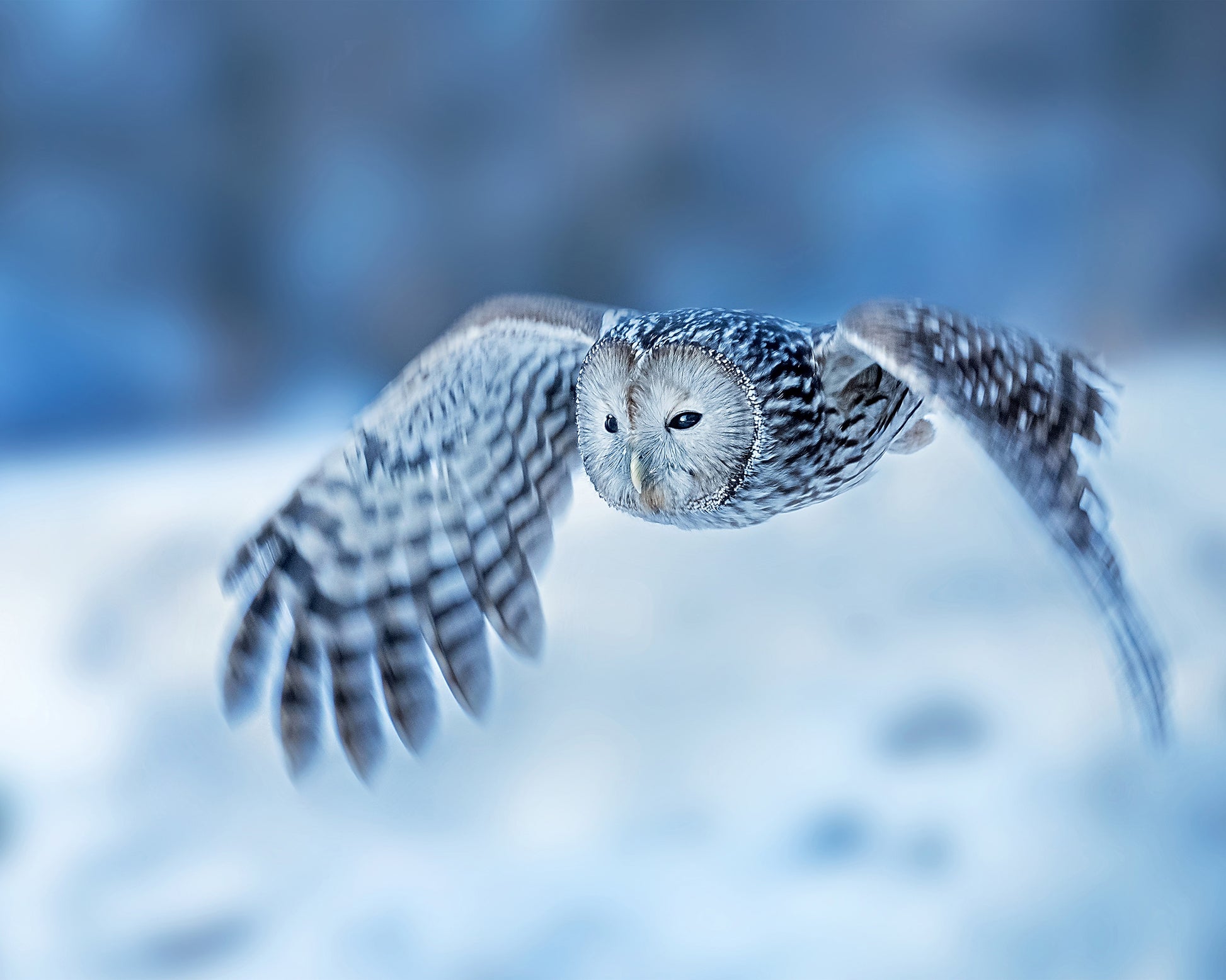 Little Flying Angel