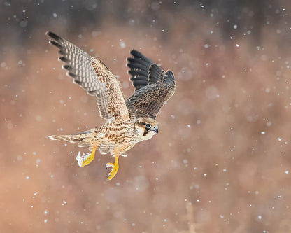 Fast Flying Falcon In The Bliazard