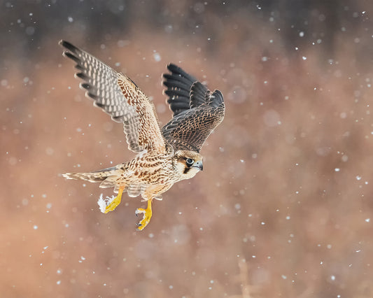 Fast Flying Falcon In The Bliazard