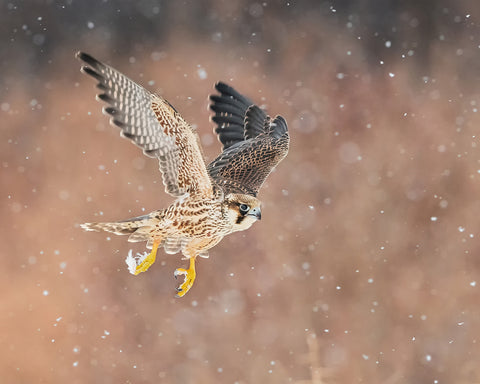 Fast Flying Falcon In The Bliazard