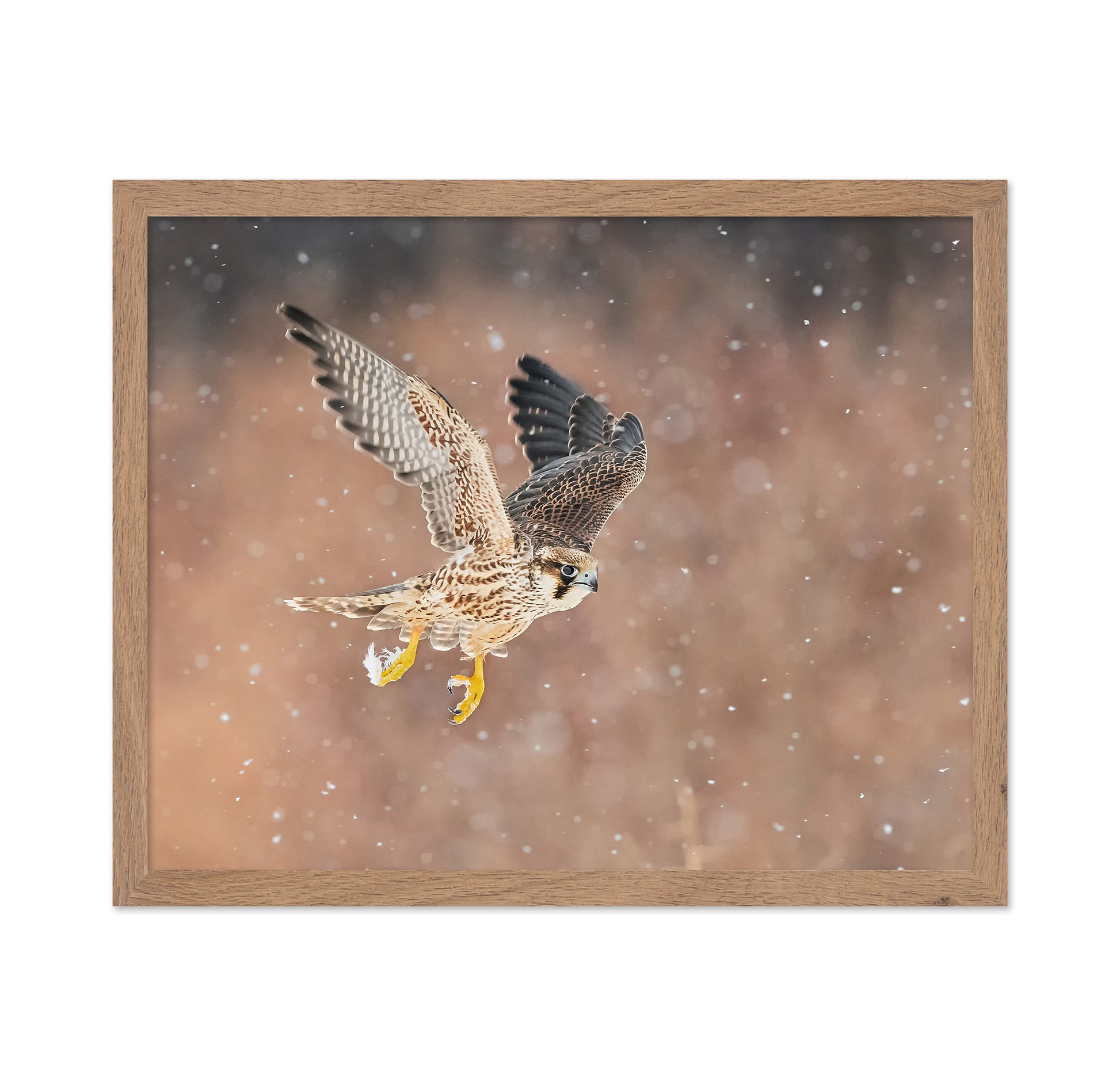 Fast Flying Falcon In The Bliazard