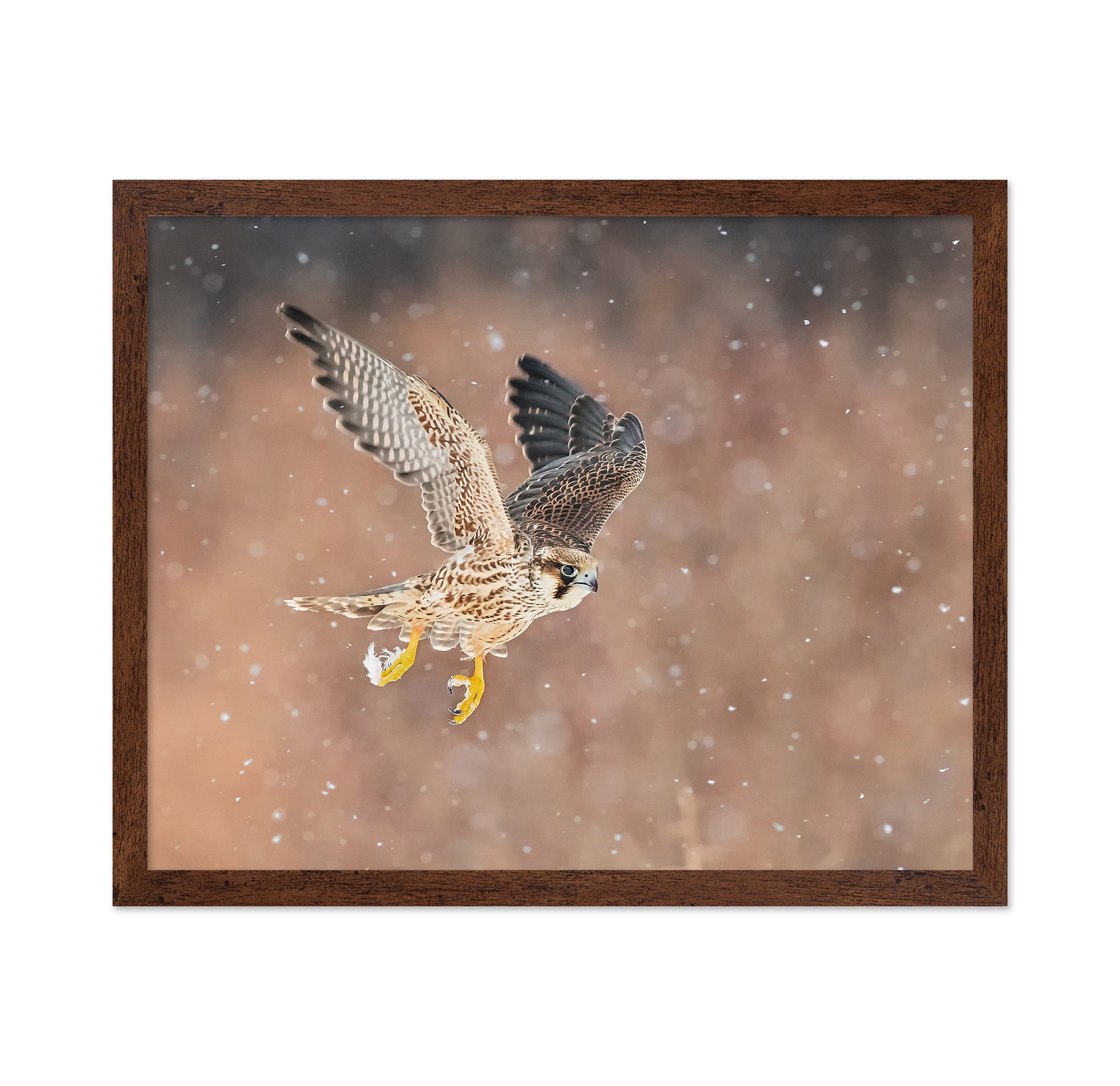 Fast Flying Falcon In The Bliazard