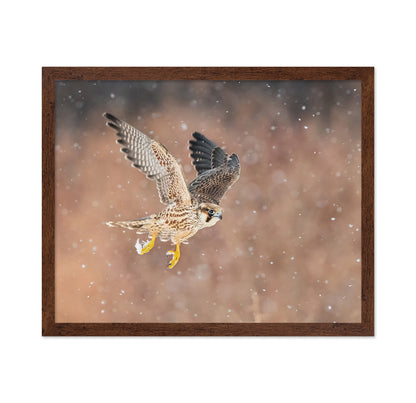 Fast Flying Falcon In The Bliazard