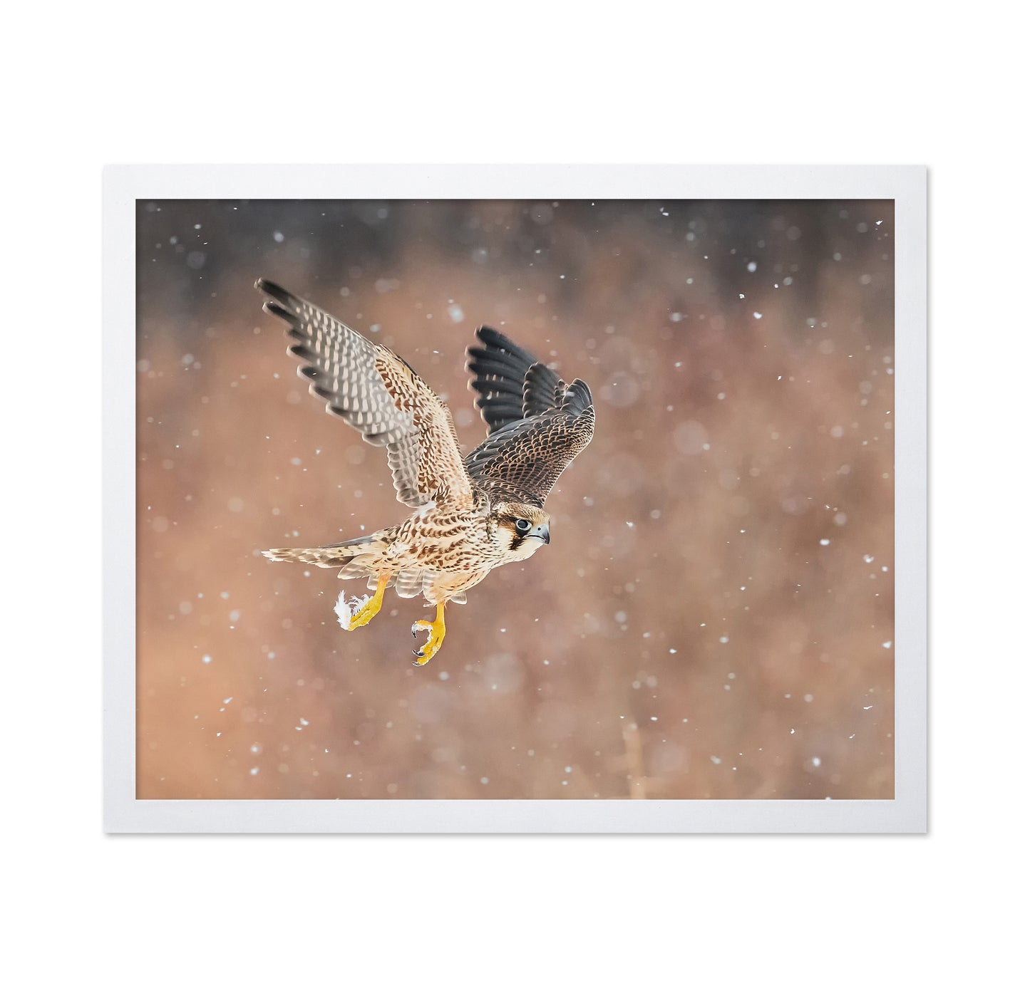 Fast Flying Falcon In The Bliazard