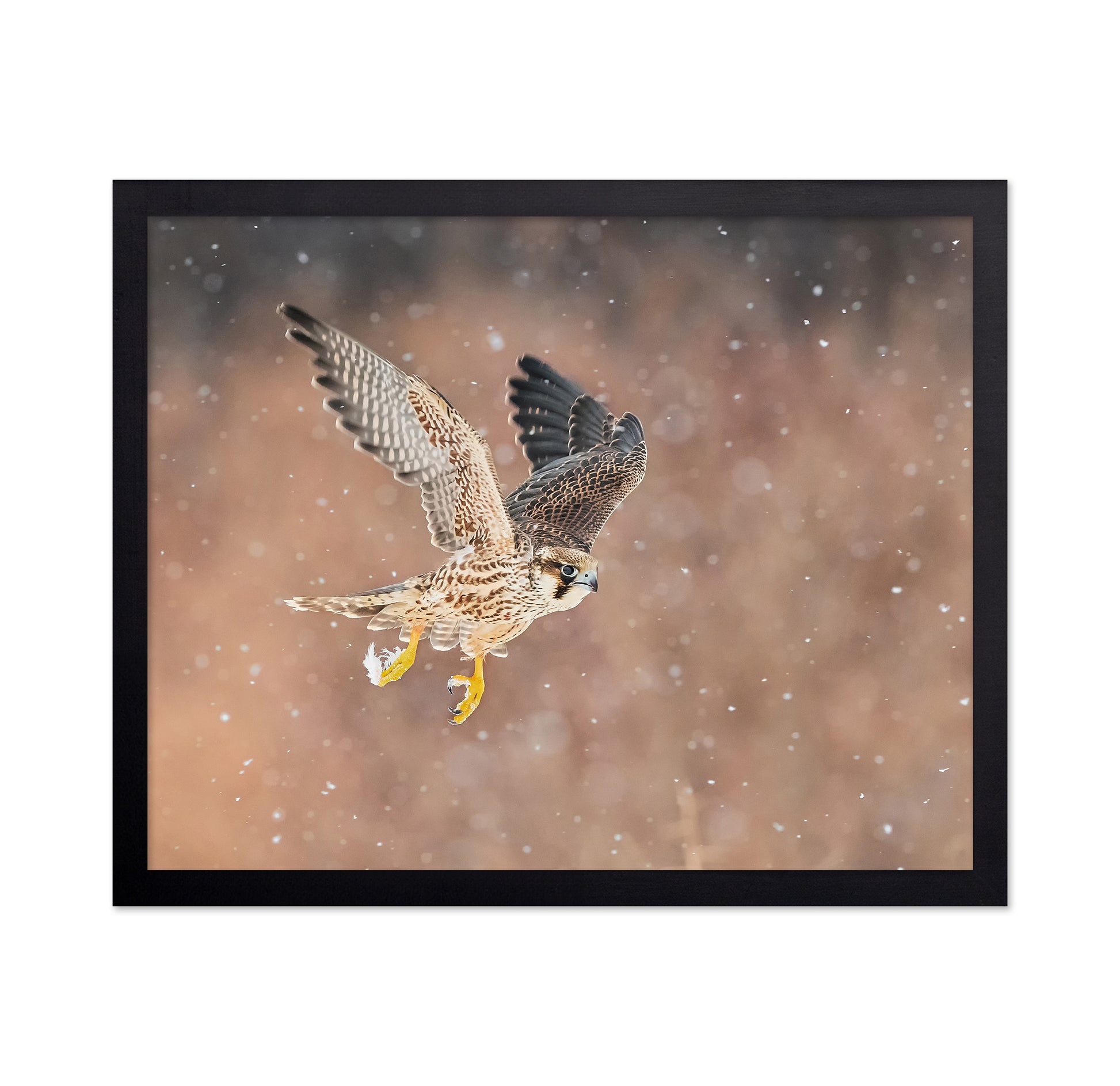 Fast Flying Falcon In The Bliazard
