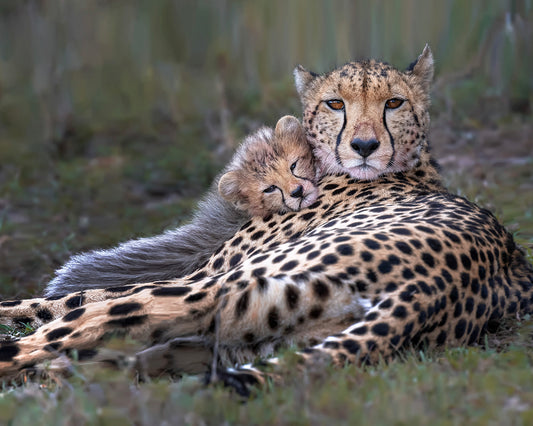 Tender Scene in the Wild
