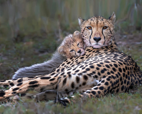 Tender Scene in the Wild