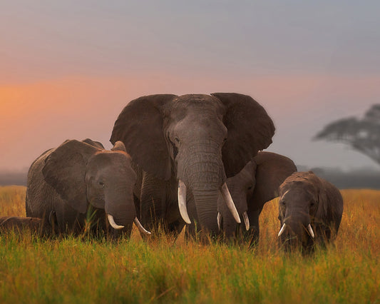 Elephant Family in Amboseli