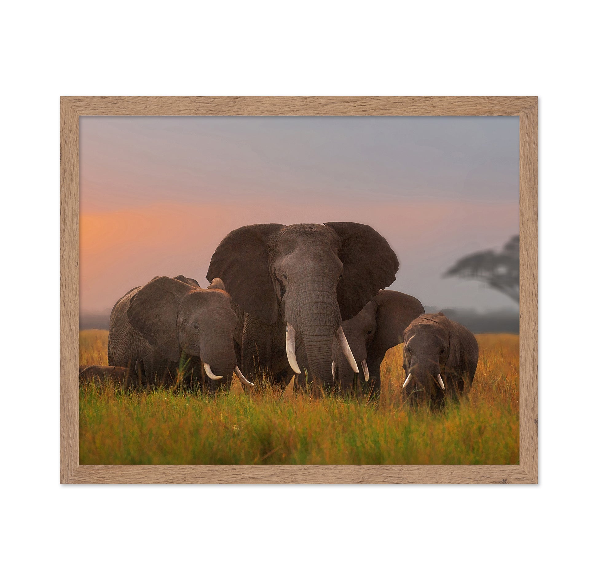Elephant Family in Amboseli